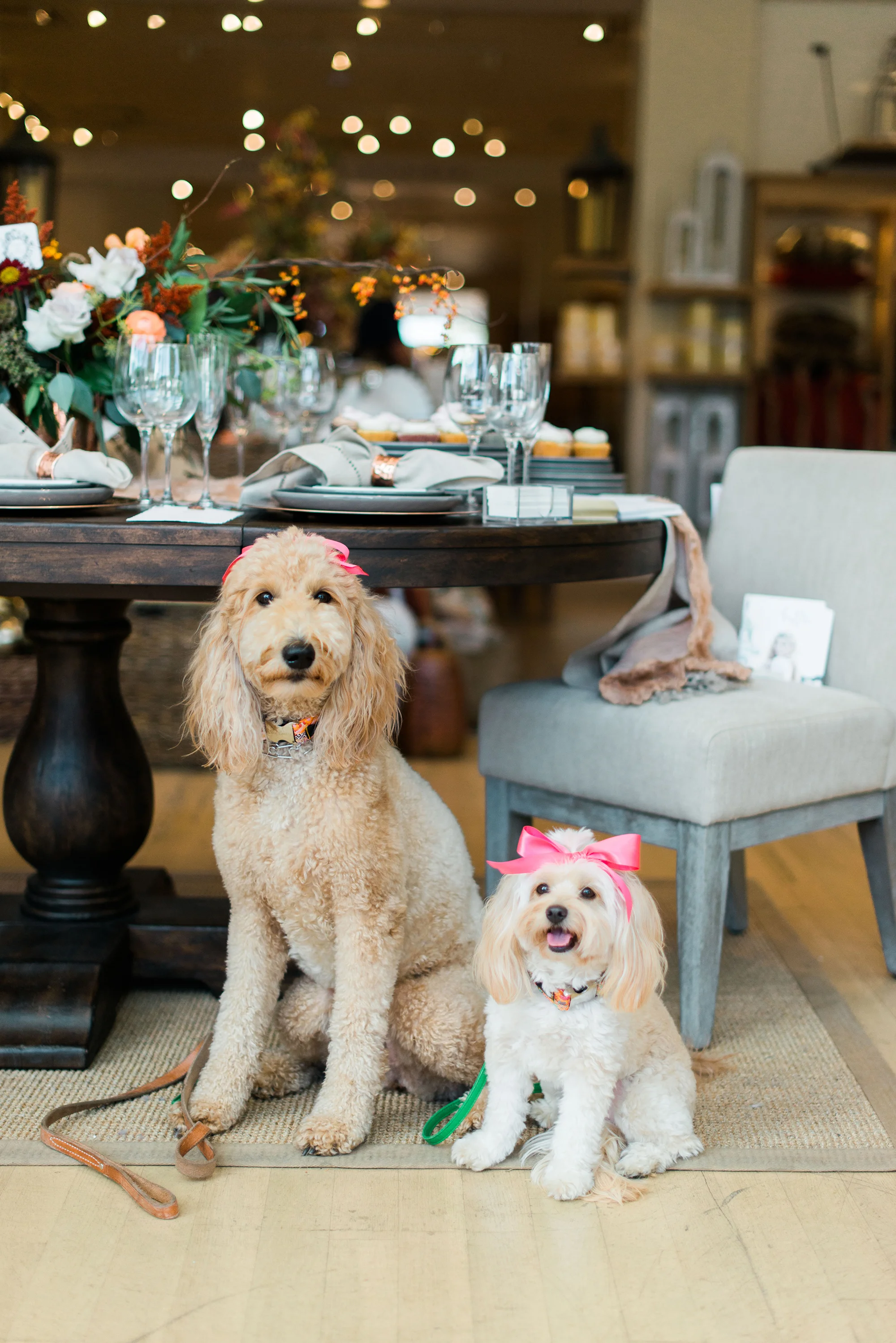 wedding registry tips_pottery barn_adorable dogs.jpg