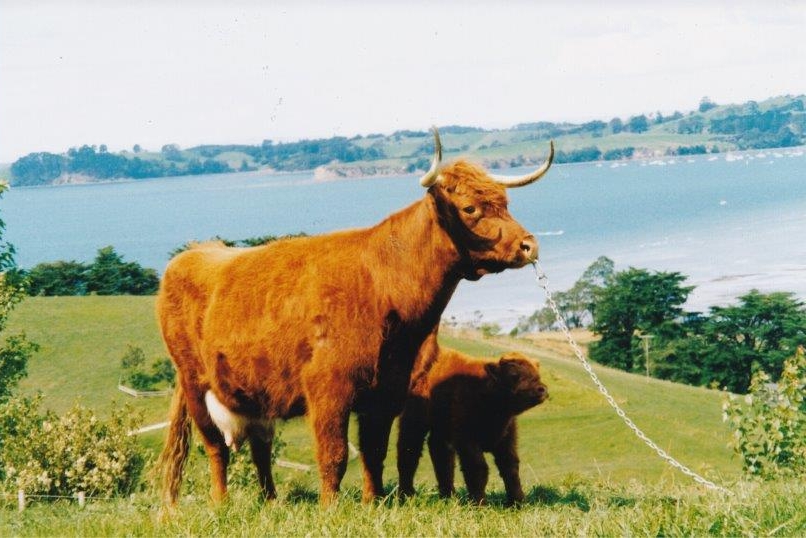 highland cattle.jpg