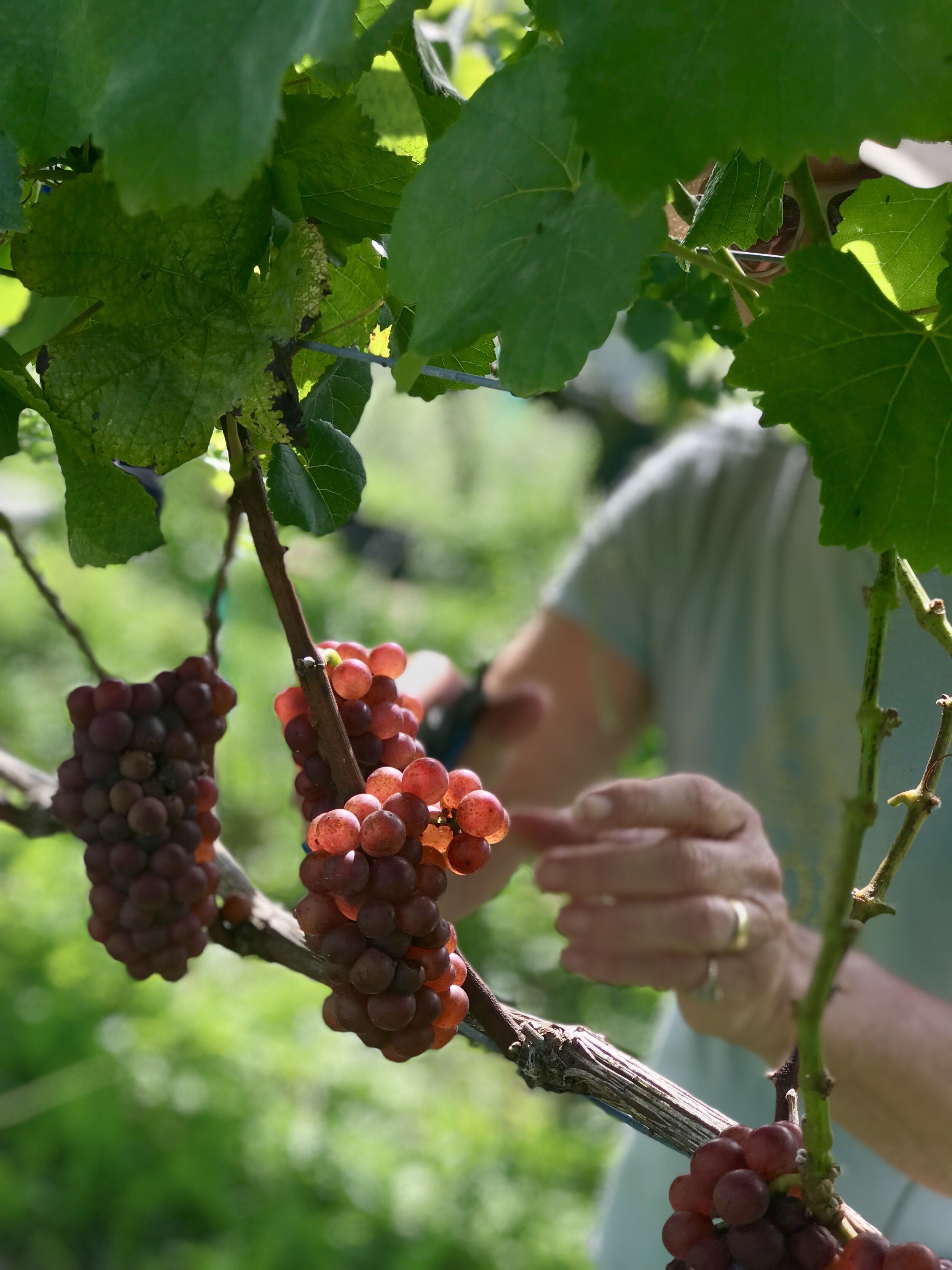 20th PG harvest 2018 2.jpg