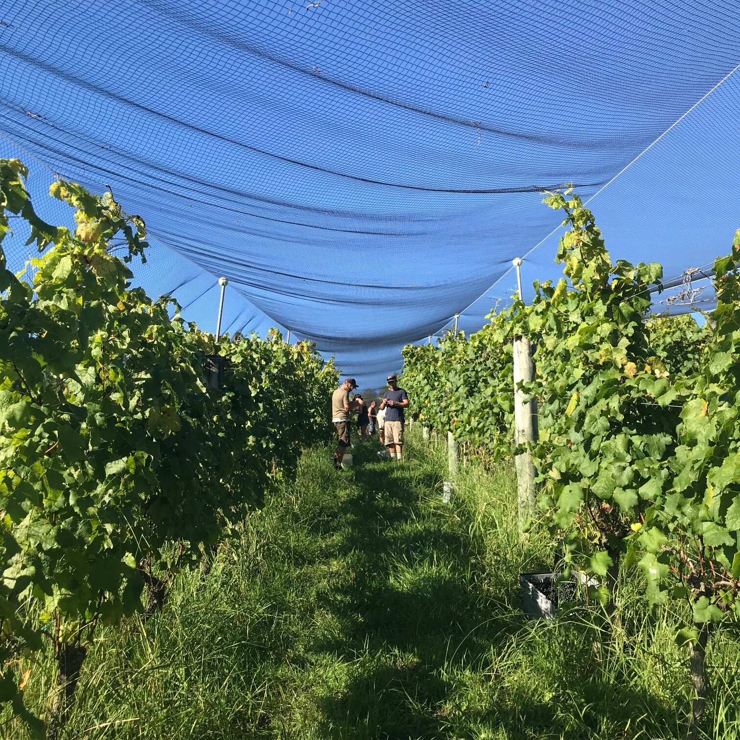 Brick Bay Petit Verdot vines with nets.jpg