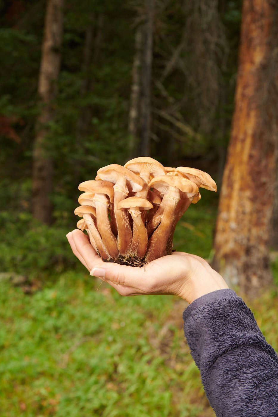 Telluride Mushroom Festival for Travel + Leisure - All Photos Theo Stroomer ©