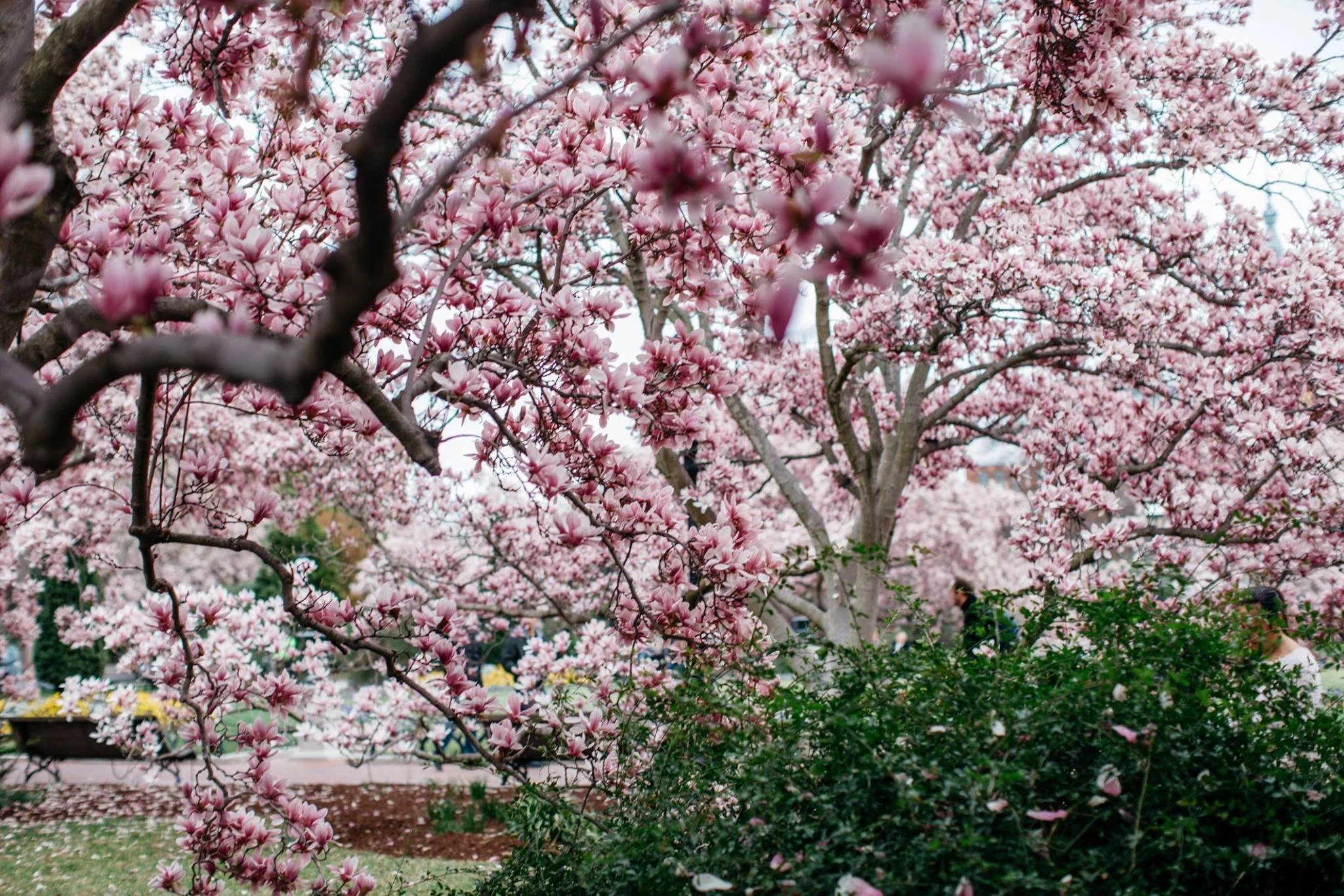 7 Best Locations for DC Cherry Blossom Photos Natasha Lamalle Photography