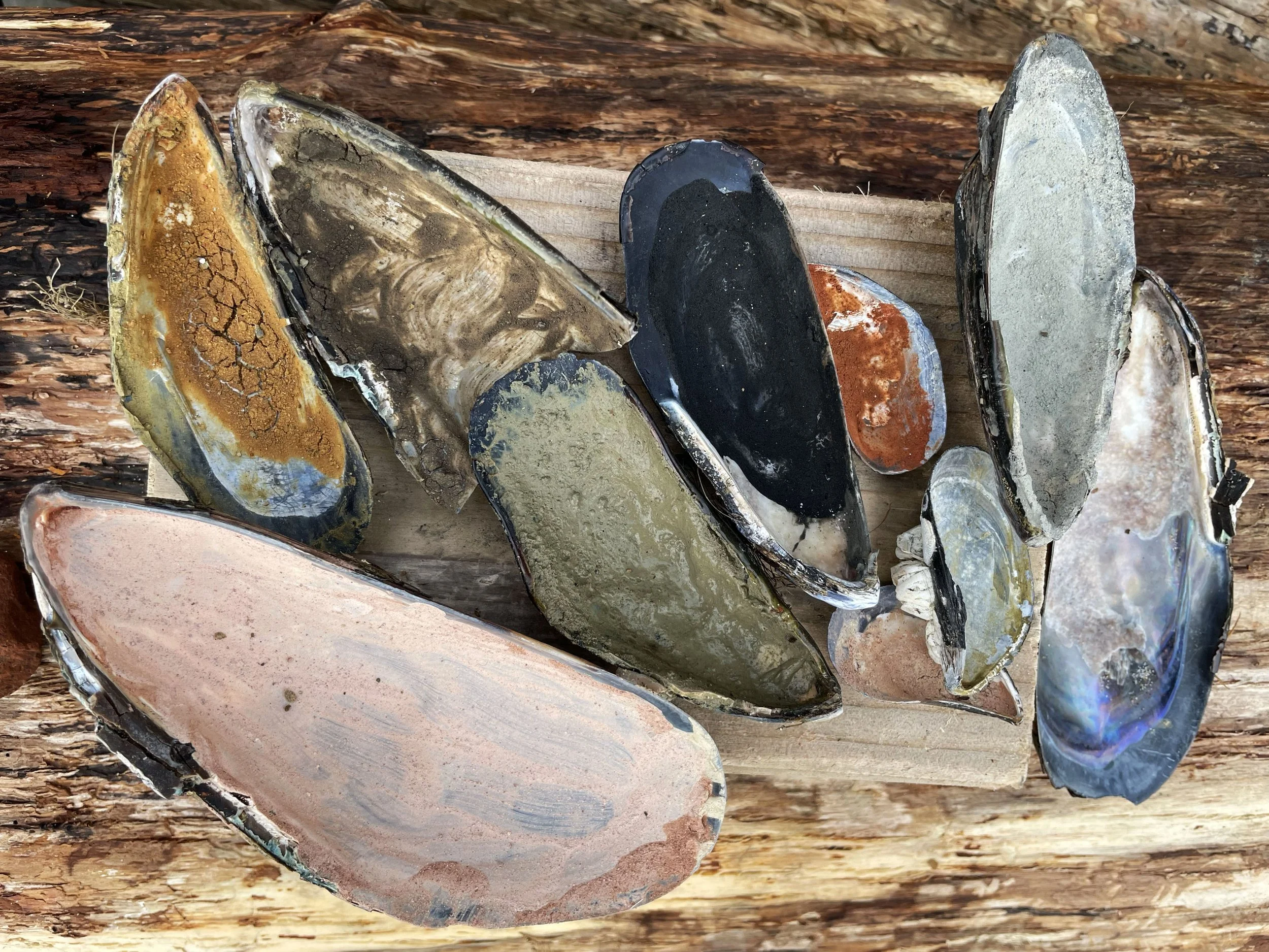paintshells.jpg