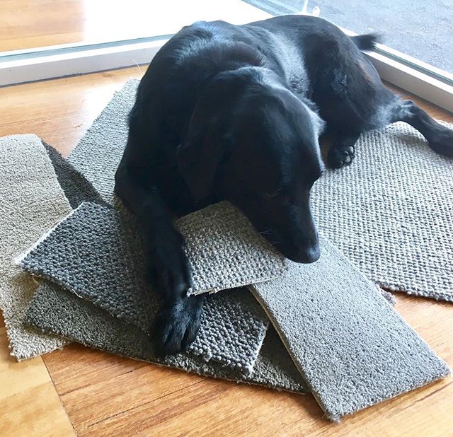 Road tasting.....or testing carpet samples. #albiethearchitect #allpawsondeck #architecture #designinspiration #architecturelovers #dogsoﬁnstagram