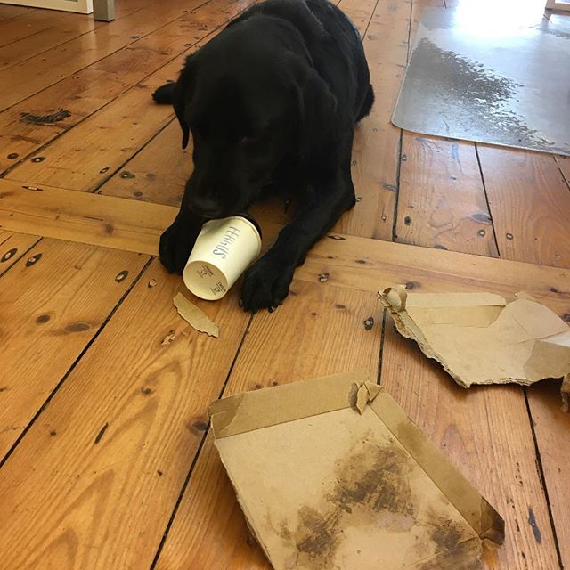 What to do when you have the office to yourself?????
#albiethearchitect #allpawsondeck #architecture #architecturelovers #designinspiration #dogsofinstagram