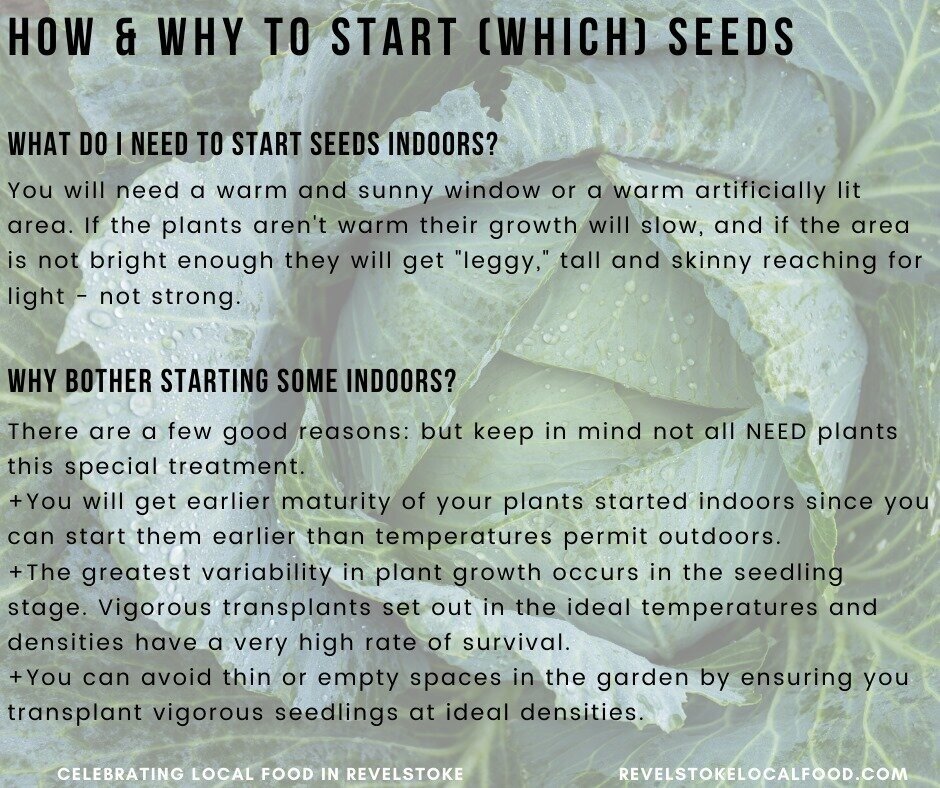 HOW + WHY TO START SEEDS