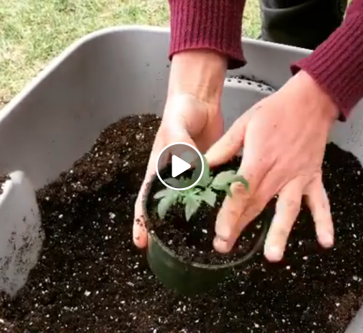 VIDEO: POTTING UP SEEDLINGS 2