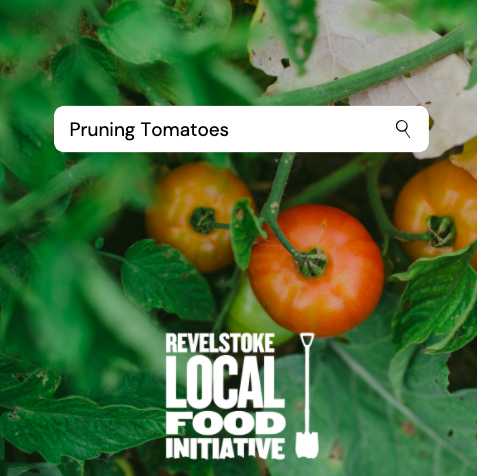 PRUNING TOMATOES