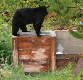 COMPOSTING IN BEAR COUNTRY 1