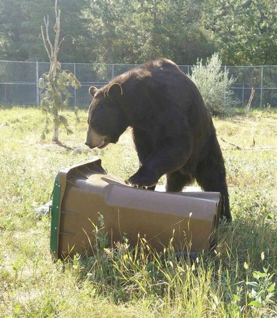 COMPOSTING IN BEAR COUNTRY 2