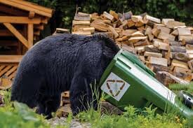 COMPOSTING IN BEAR COUNTRY 3