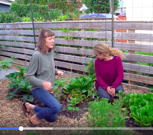 VIDEO: SUCCESSION PLANTING