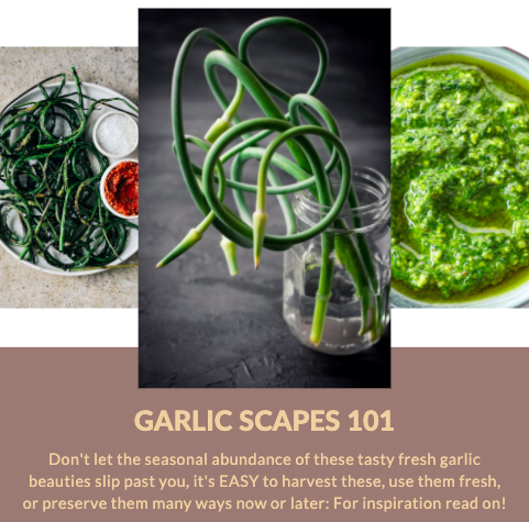 GARLIC SCAPES 101