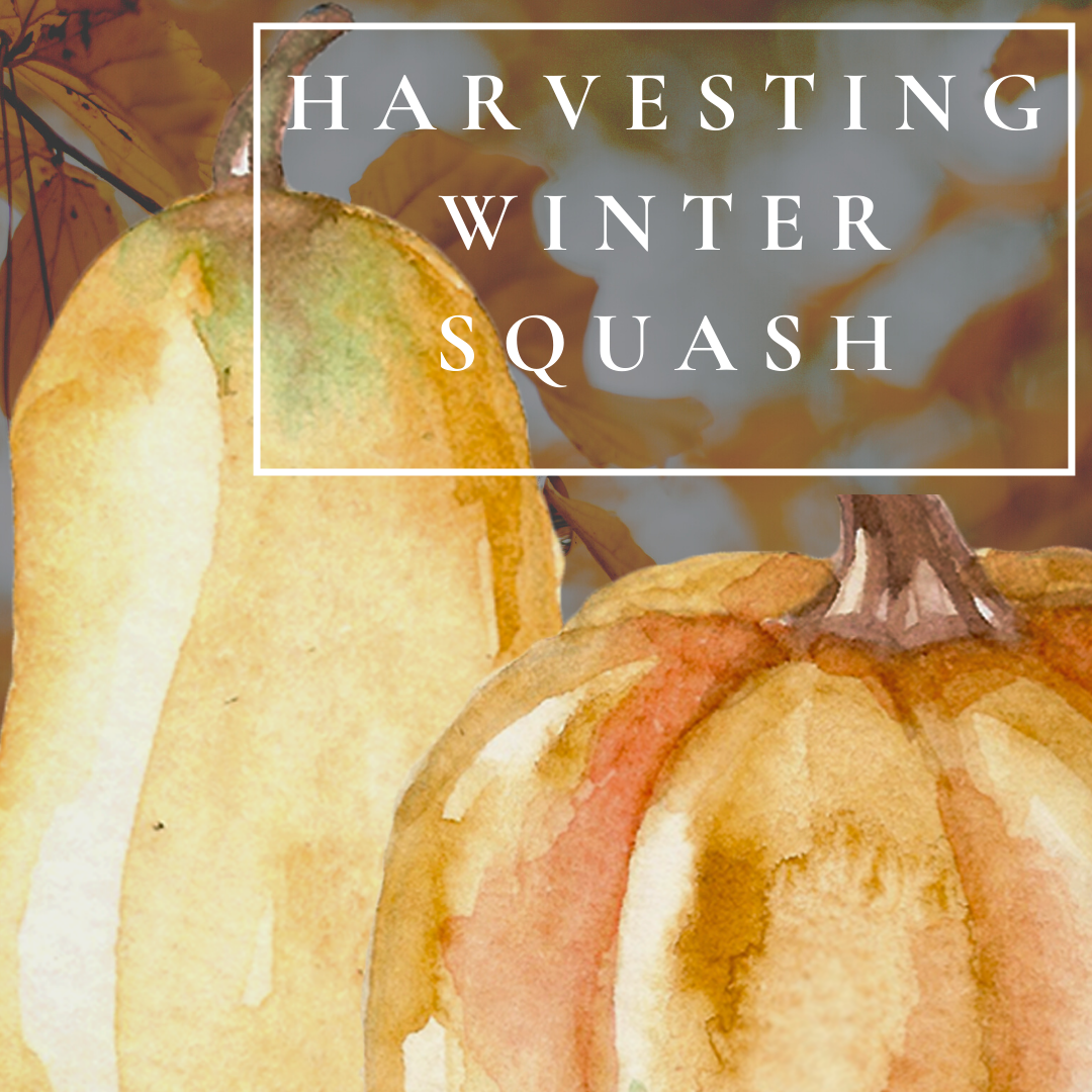 Harvesting Winter Squash