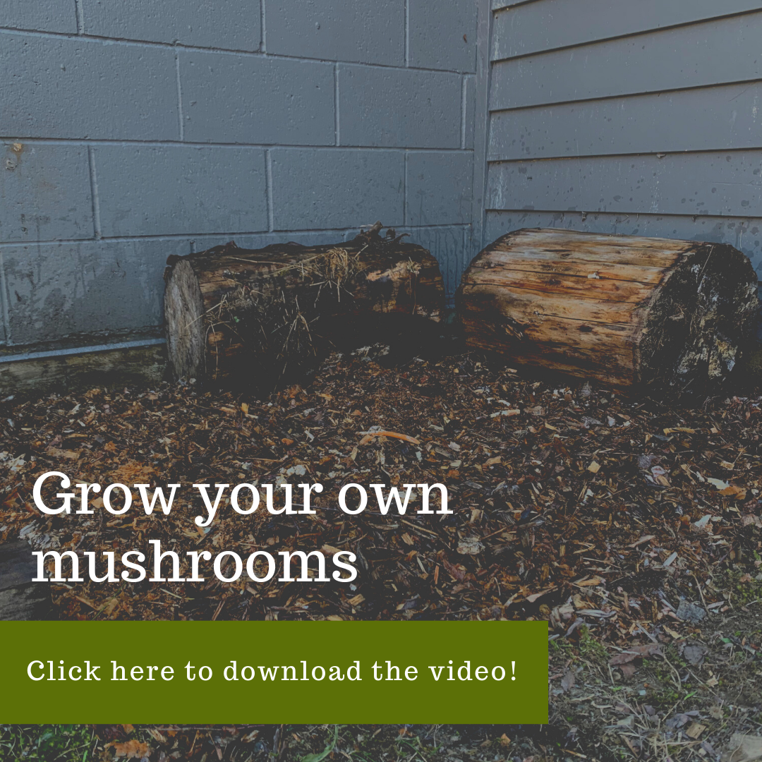 Video: Creating a Mushroom Bed