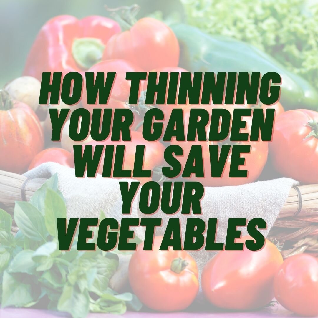 Why you should thin your garden!.jpg