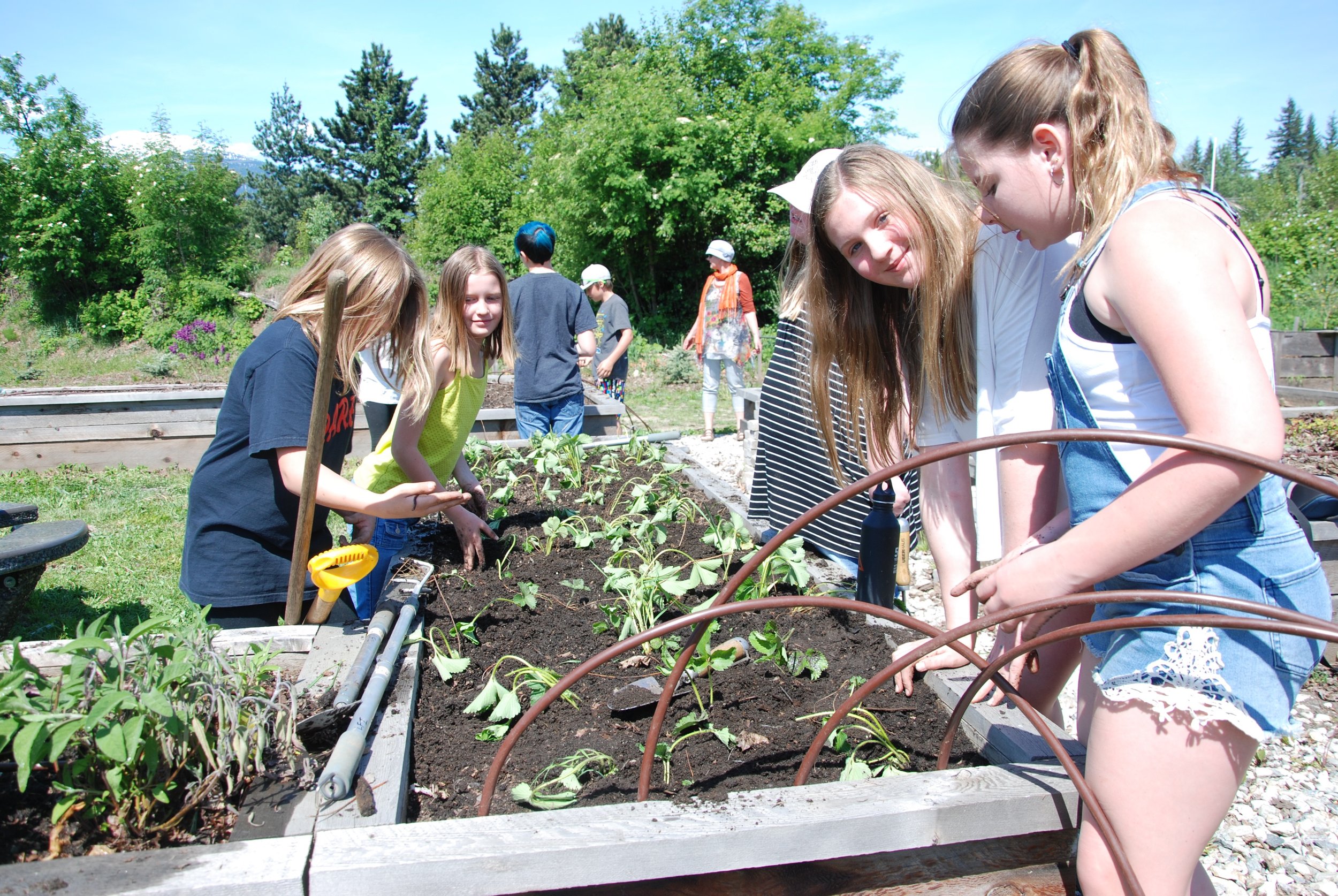 Strawberryplanting2.jpg