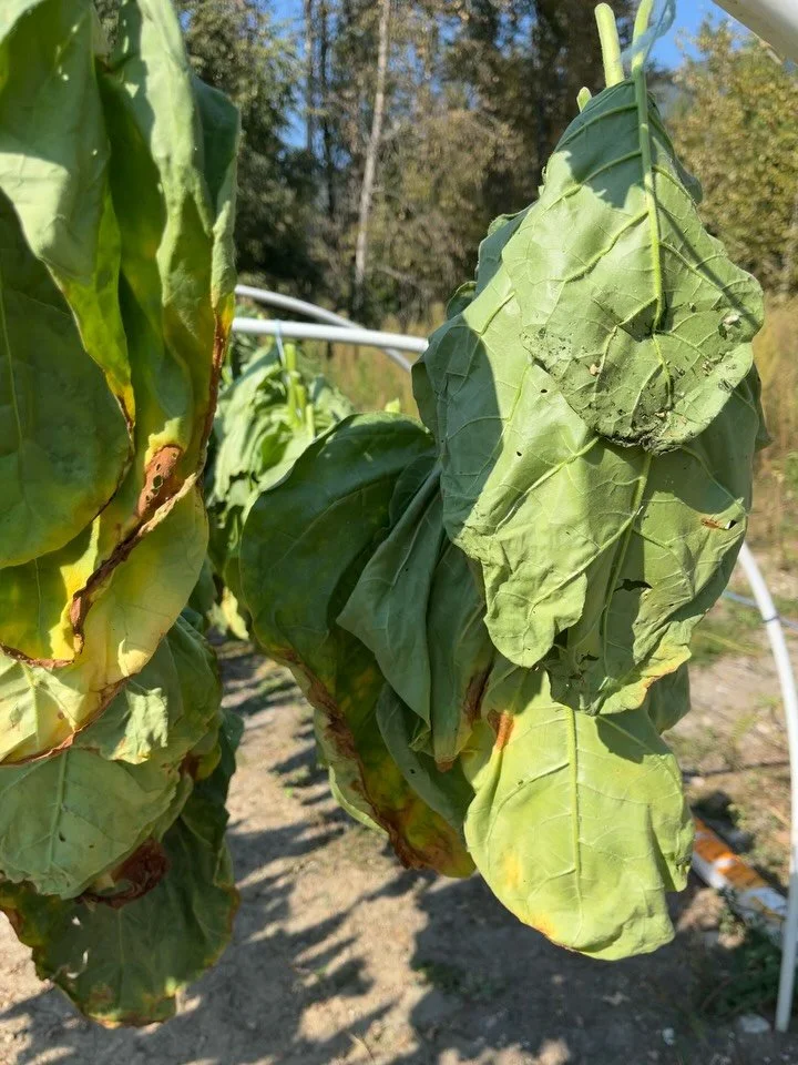 Today, the RSS Grade 8 Indigenous Studies class harvested and hung to dry Food Commons&rsquo; very first crop: Tobacco! 🌱 
These tobacco plants were planted in the spring by the previous Indigenous Studies class, and we&rsquo;re excited to say&helli