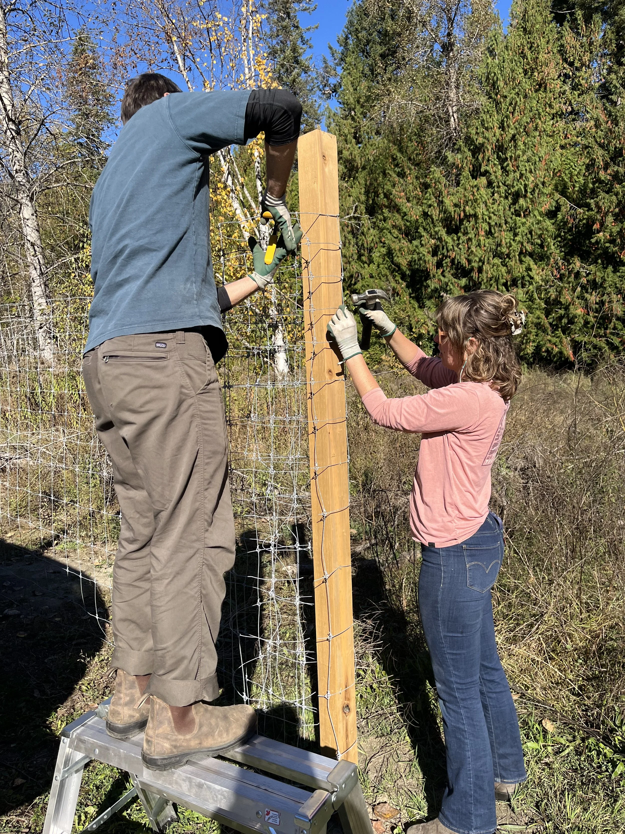 Fence building with the help of volunteers