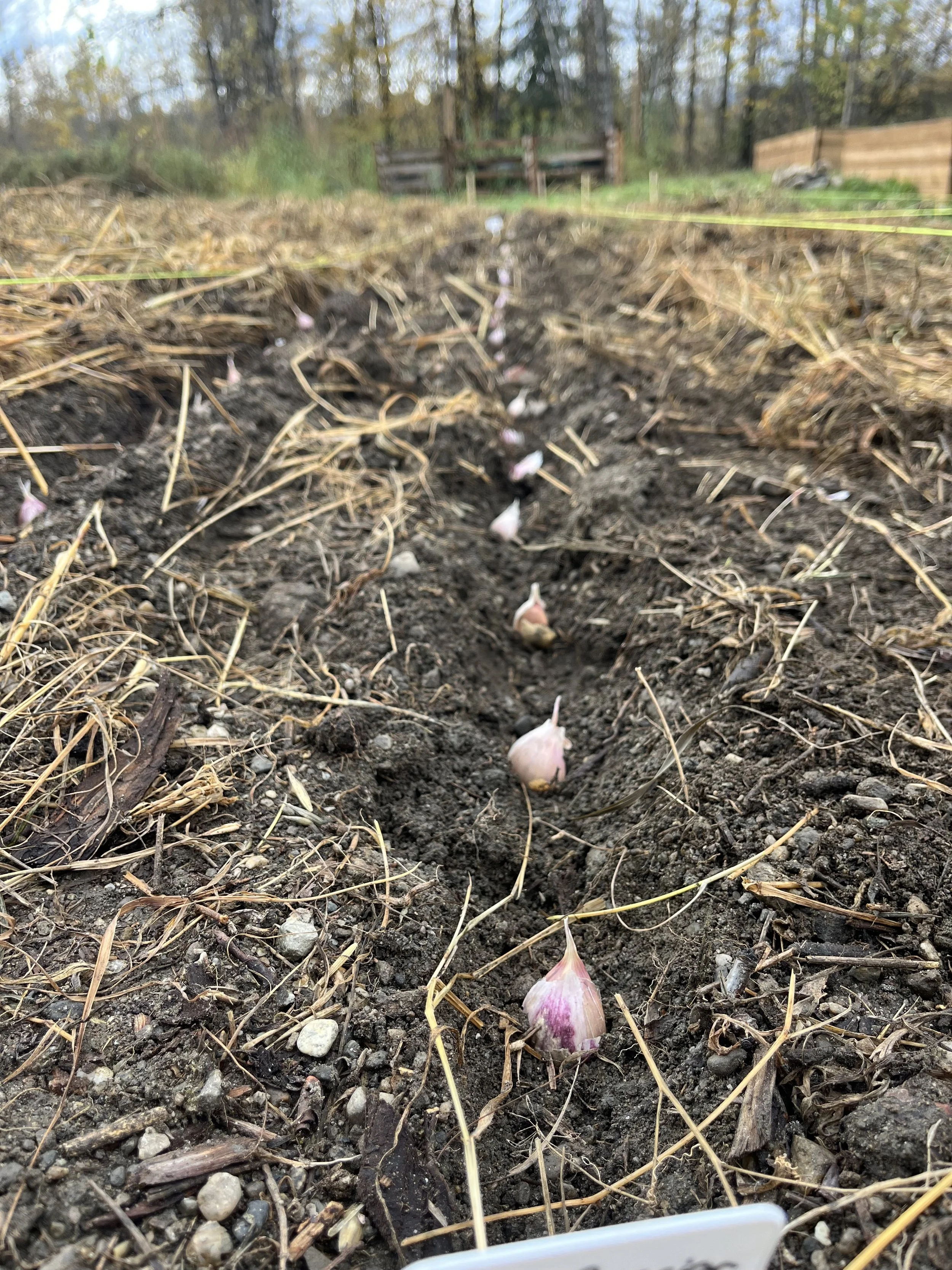 Garlic bulbs planted Fall 2025