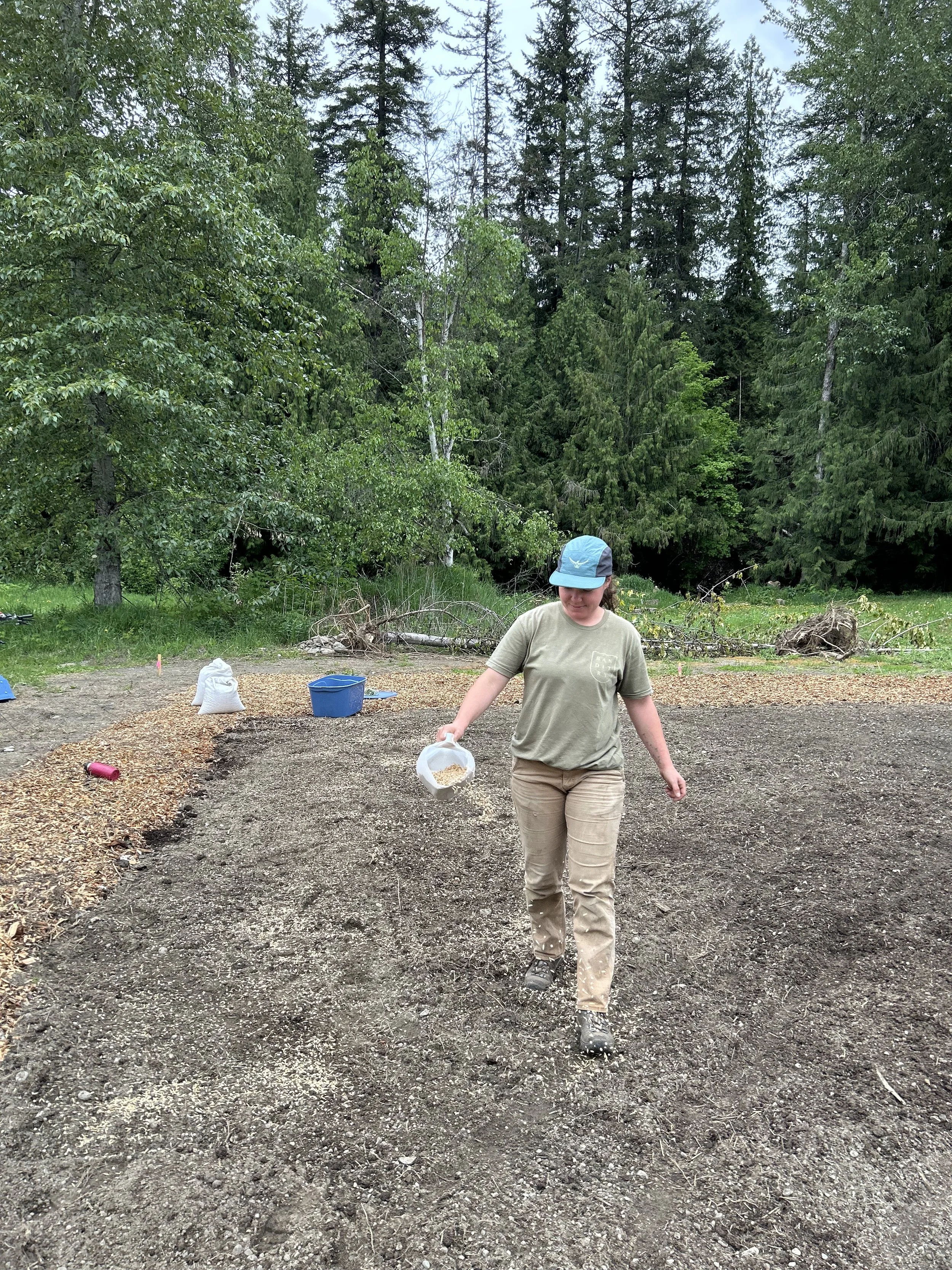 Cover cropping the demonstration farm in Spring 2025