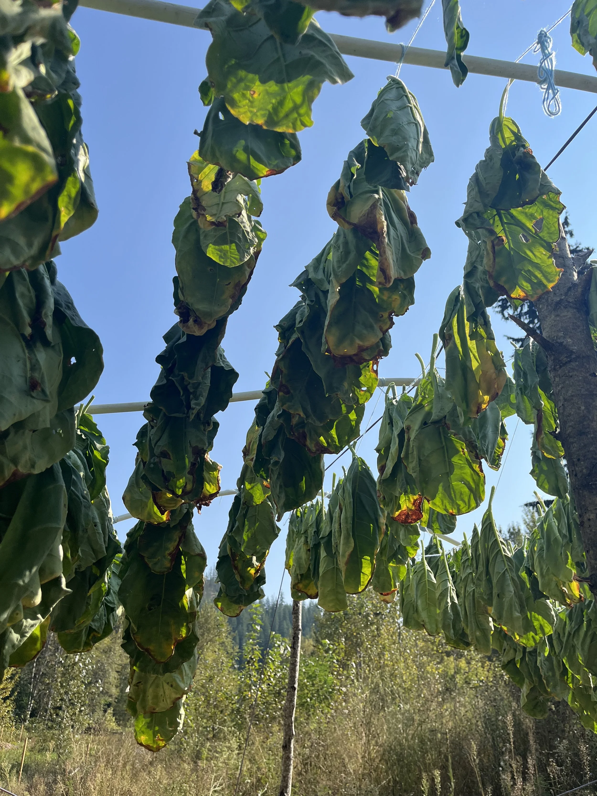 The first crop at the Food Commons - Tobacco! Planted and harvested by the RSS Indigenous Education class