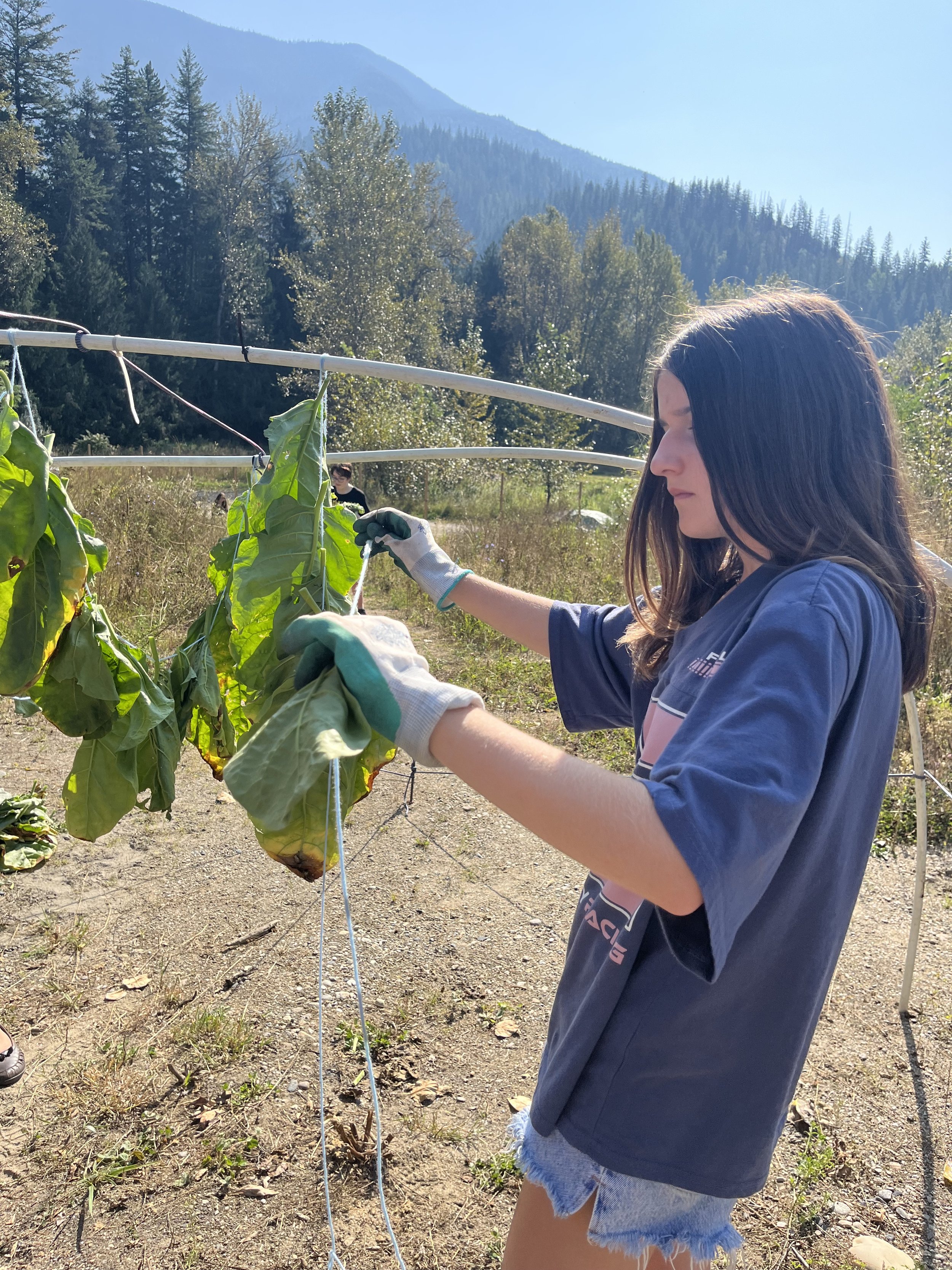 The first crop at the Food Commons - Tobacco! Planted and harvested by the RSS Indigenous Education class