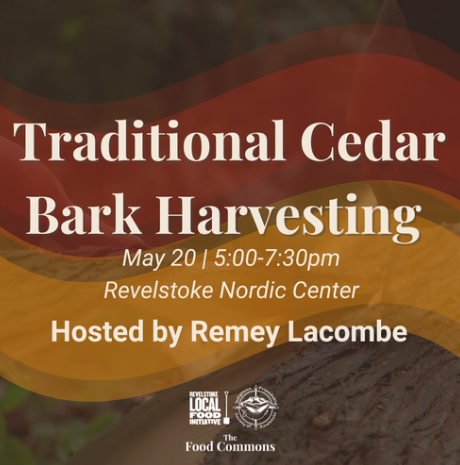 Traditional Cedar bark harvesting w/ Remey Lacombe