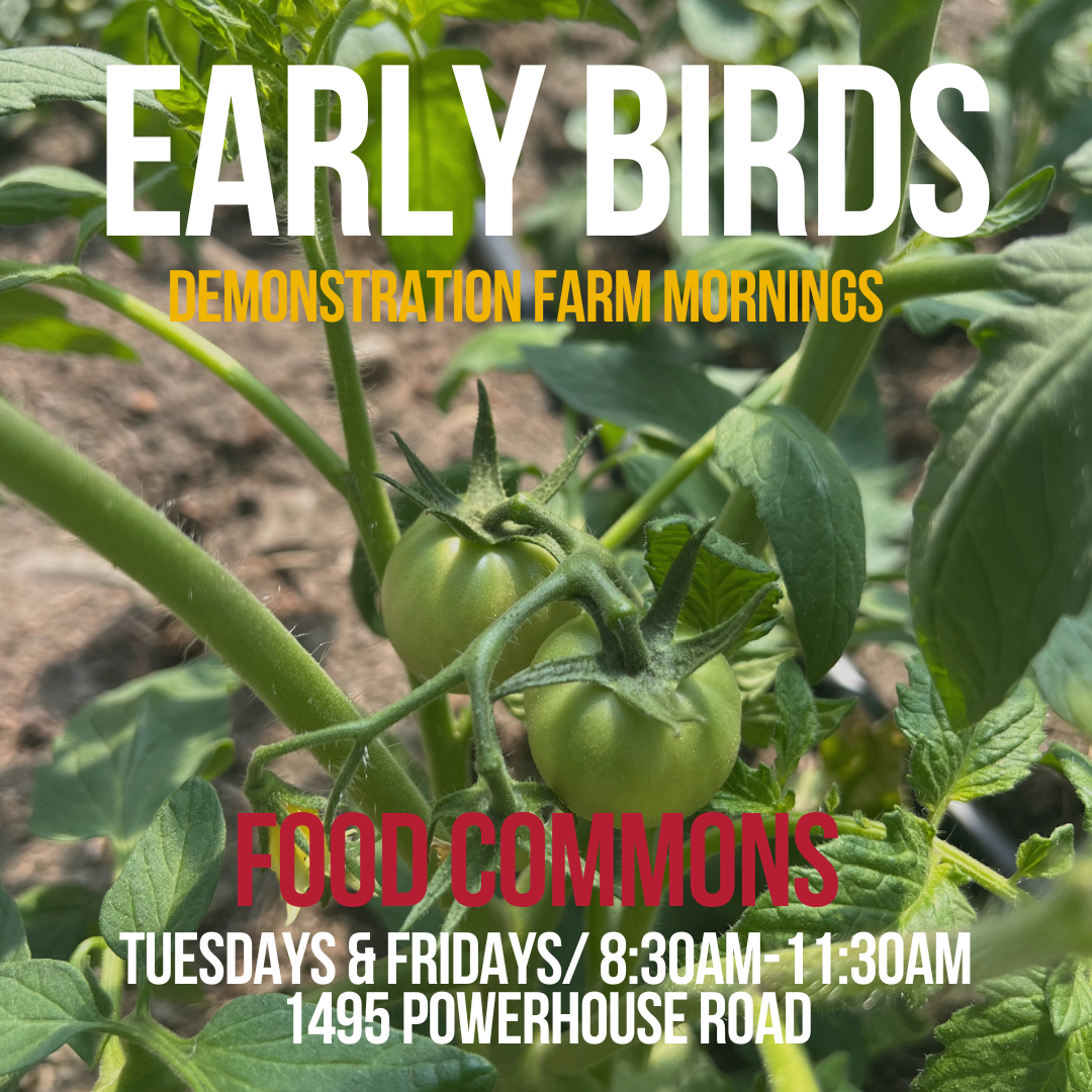 FOOD COMMONS EARLY BIRDS: Demonstration farm group growing
