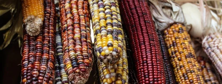 The Indigenous Food Sovereignty Movement: Helping in the fight against food insecurity