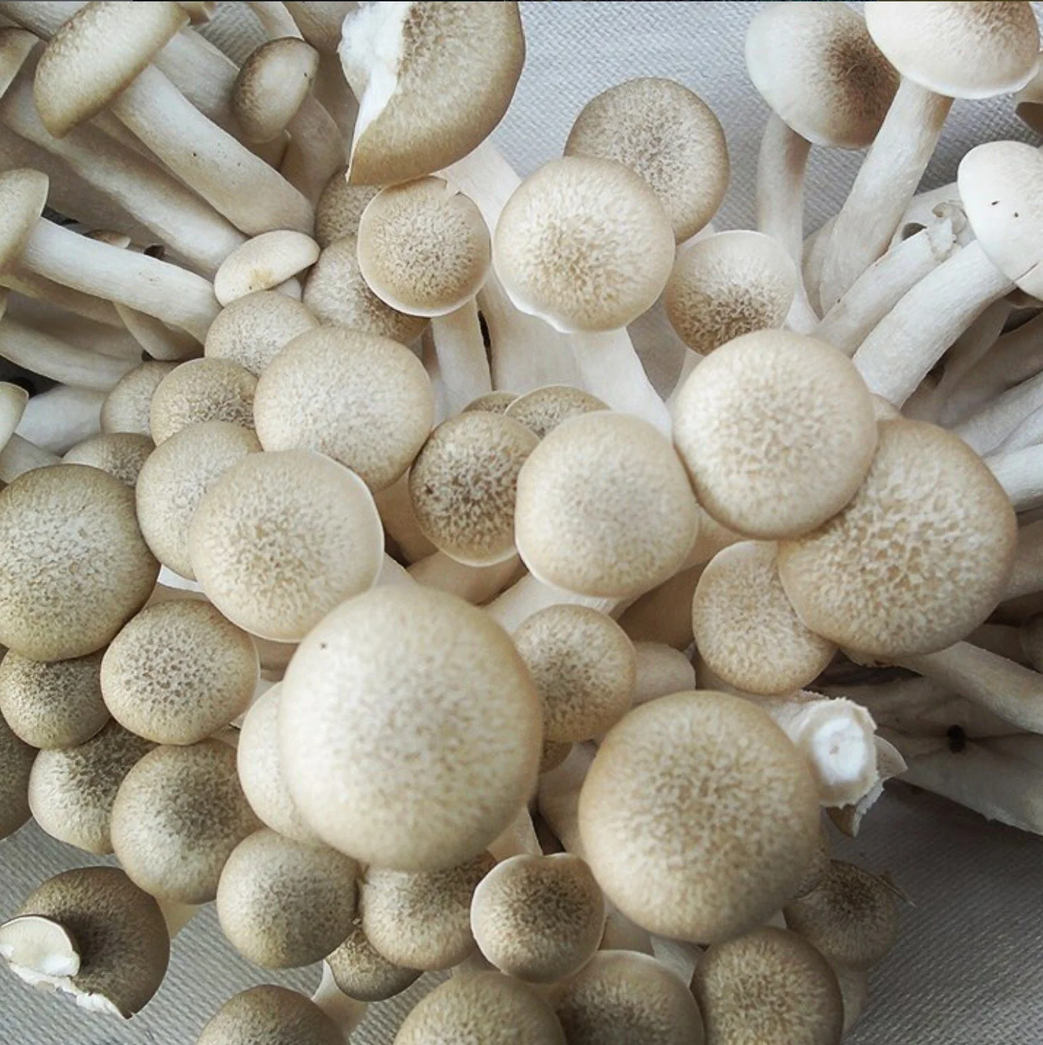 mushroom3.jpg