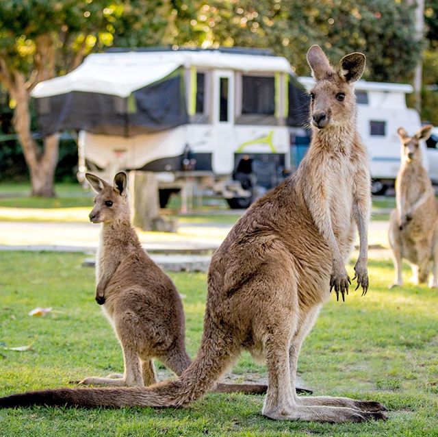 It's always fun when local friends come to visit at @big4sunshine_resort ⁠
⁠
Why not book a stay for yourself? 🙌⁠
⁠
LINK IN THE BIO!⁠
⁠
#ExploreBIG4 #BIG4 #BIG4HolidayParks #SeeAustralia #SouthWestRocks #Kangeroos #DiscoverNSW
