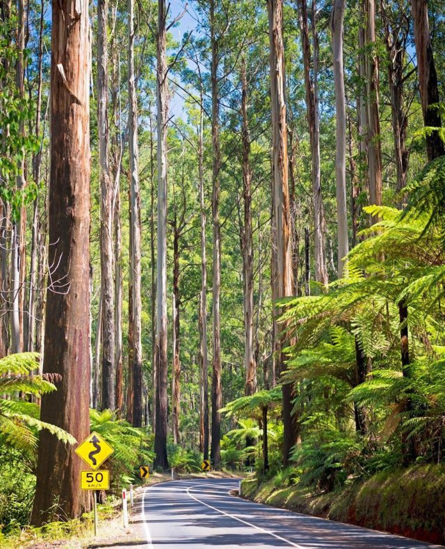 The road trip along the Black Spur in the Yarra Valley is something that everyone should do! ⁠
⁠
Why not book a stay at BIG4 Yarra Valley Park Lane Holiday Park and do it yourself?⁠
⁠
LINK IN THE BIO!⁠
⁠
#ExploreBIG4 #BIG4 #BIG4HolidayParks #SeeAustr