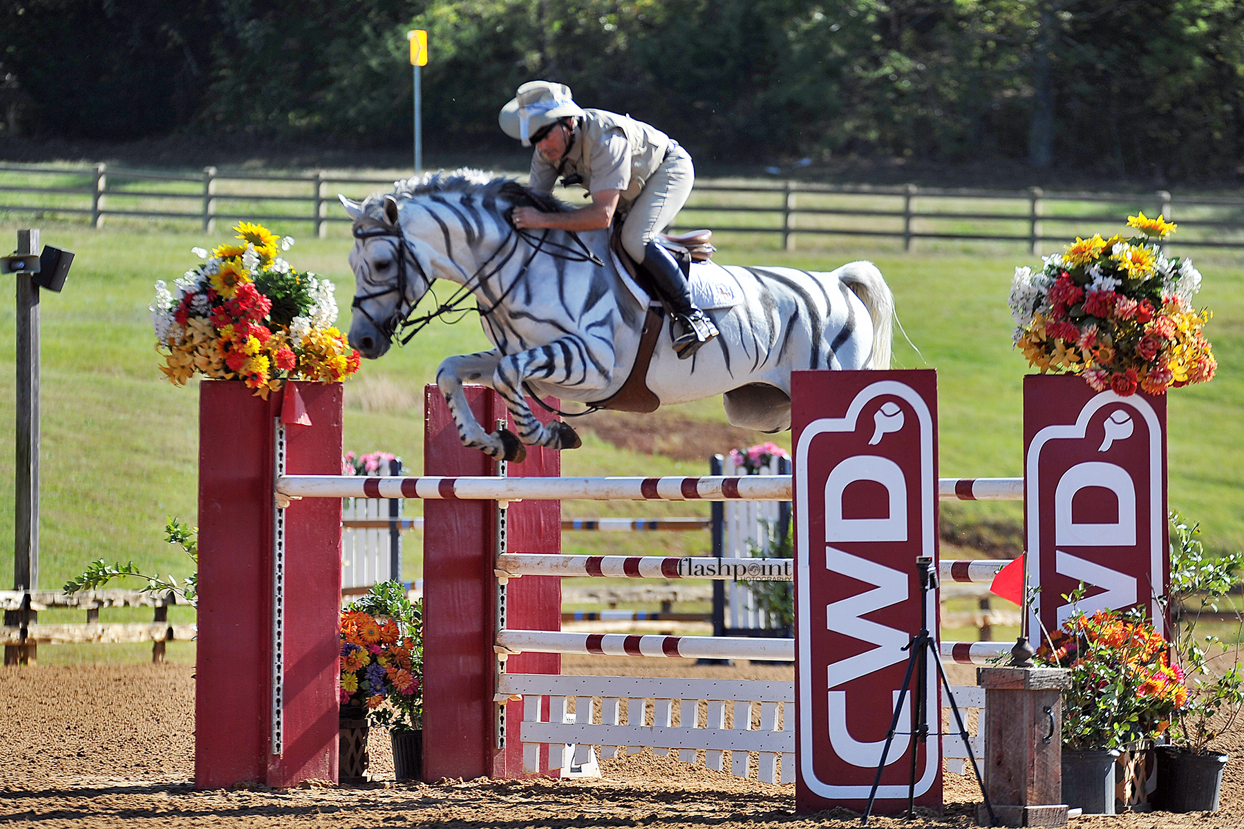 zebra pony jump.jpg