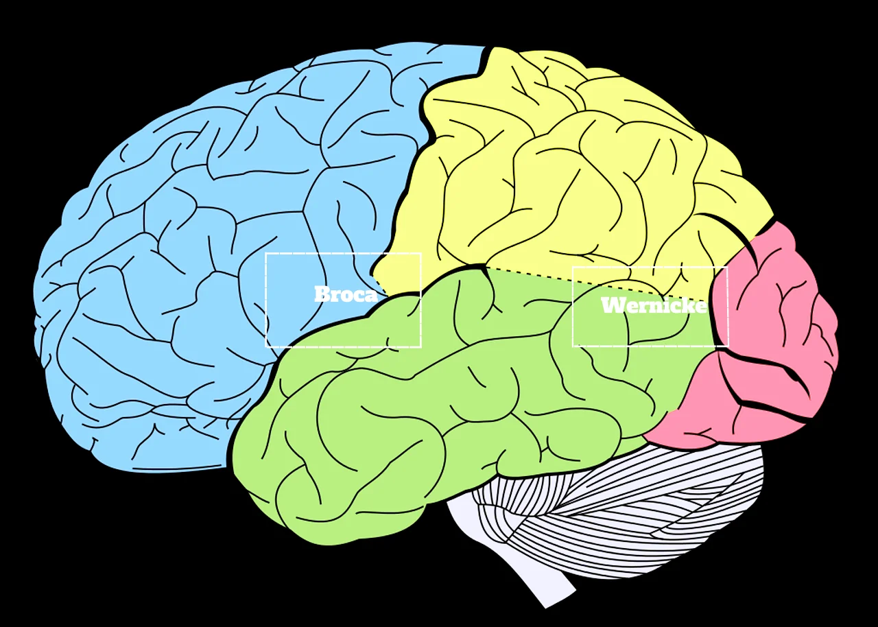 Fun Fact: secondary language acquisition correlates with anatomical changes in the brain.