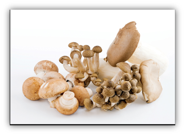 The Magic Mushroom