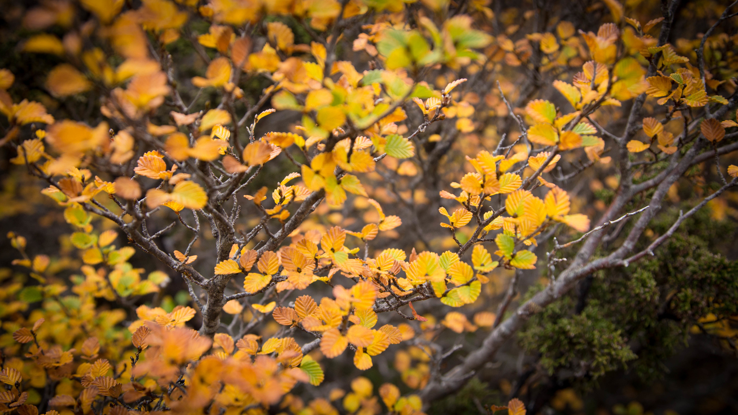 Wild Pedder - Nothofagus Gunnii Turning