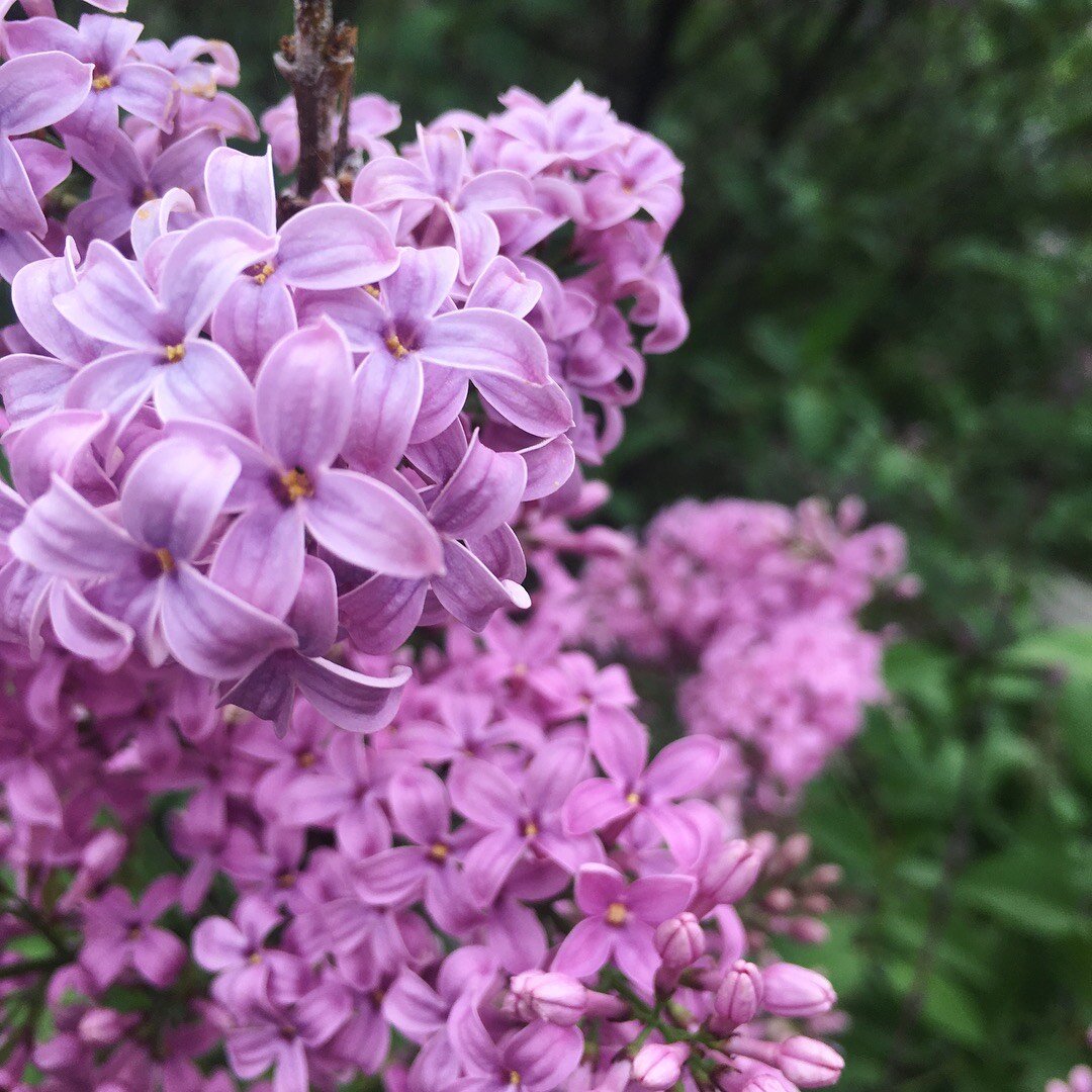 Lilacs.jpeg