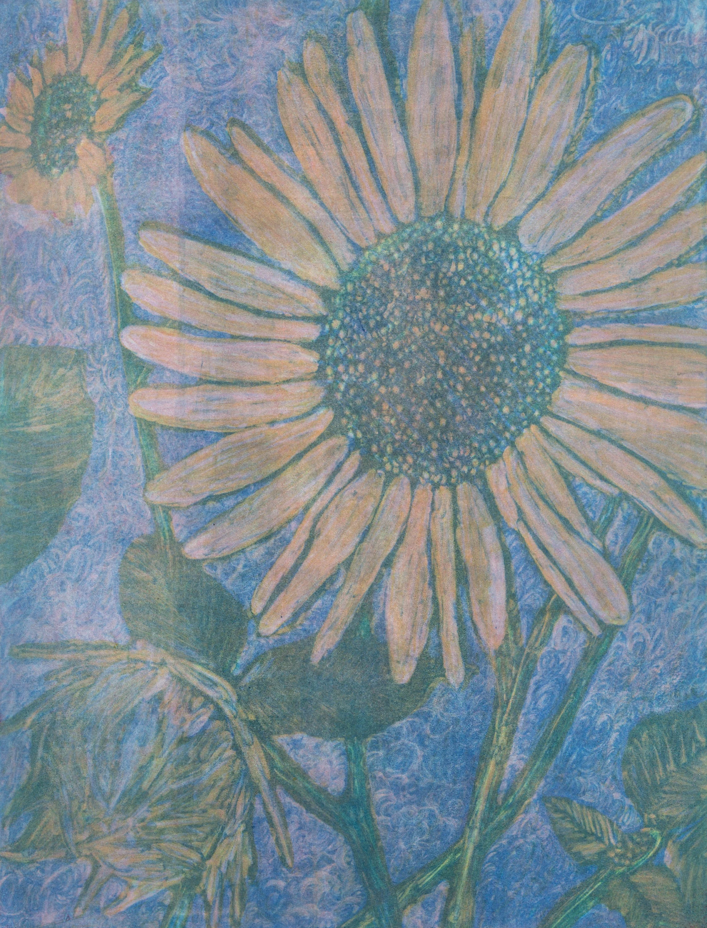 Helianthus annuus No. 5.jpg