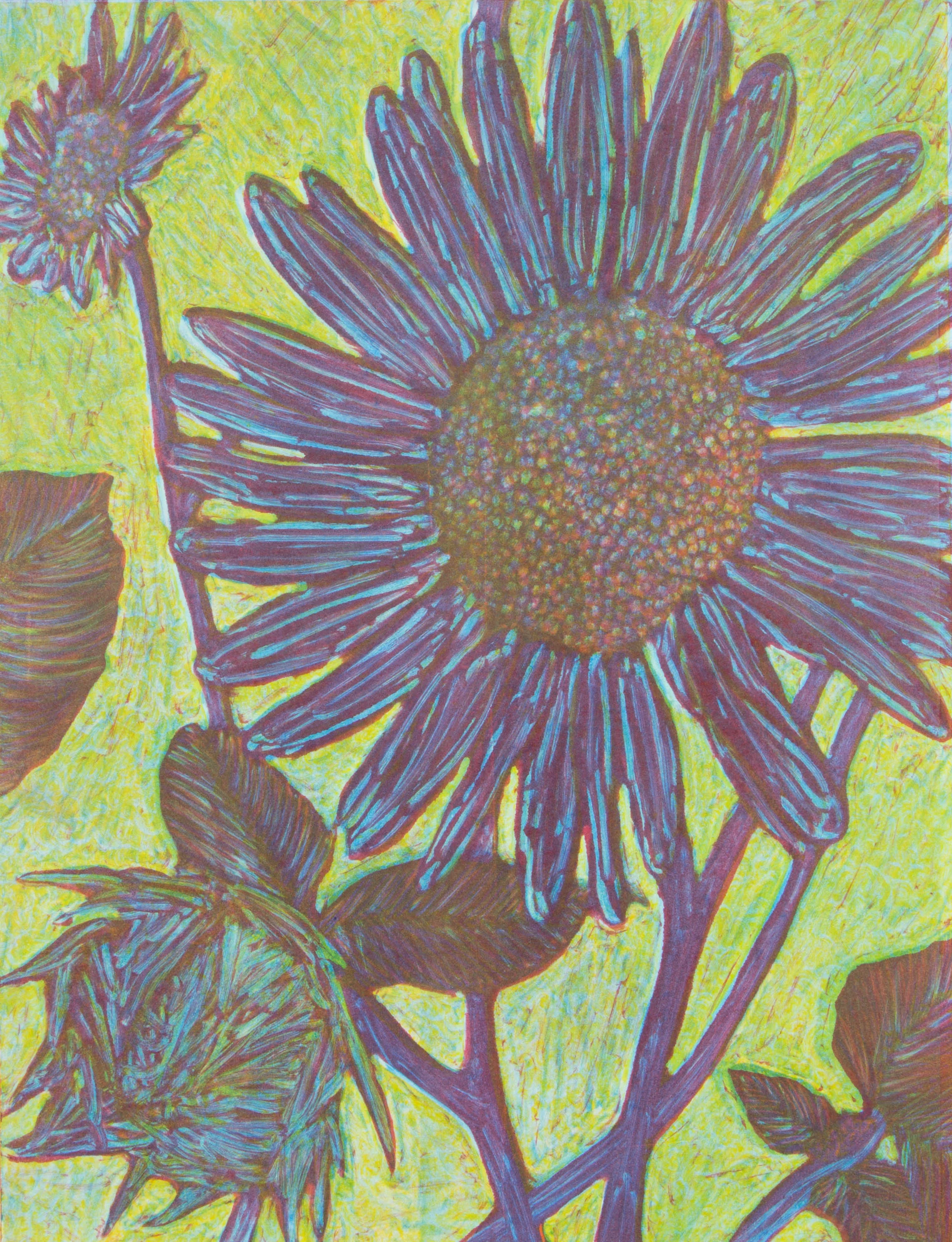 Helianthus annuus No. 6.jpg