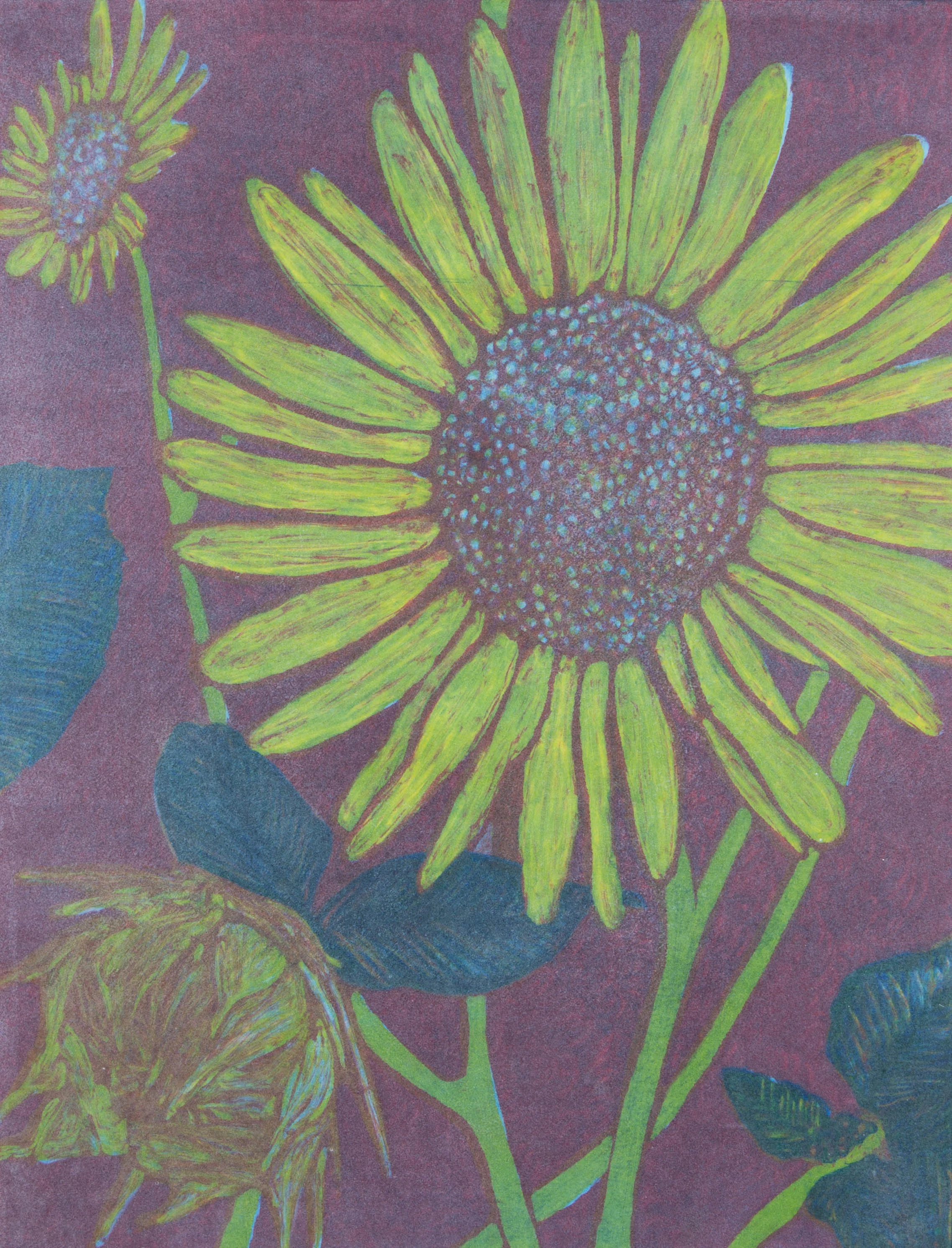 Helianthus annuus No. 717" x 21"2016Monotype