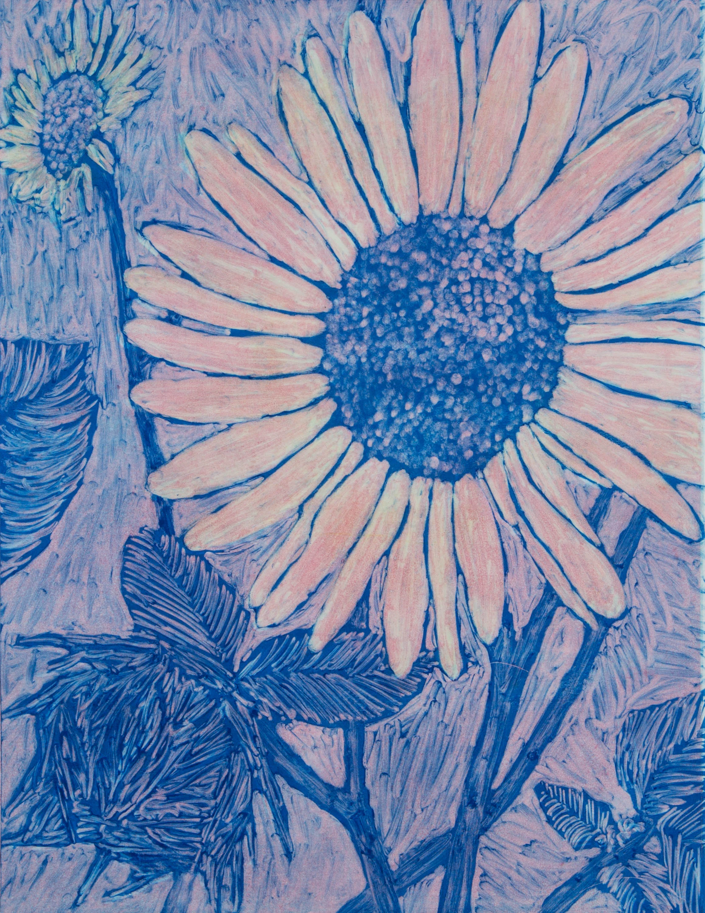 Helianthus annuus No. 817" x 21"2016Monotype