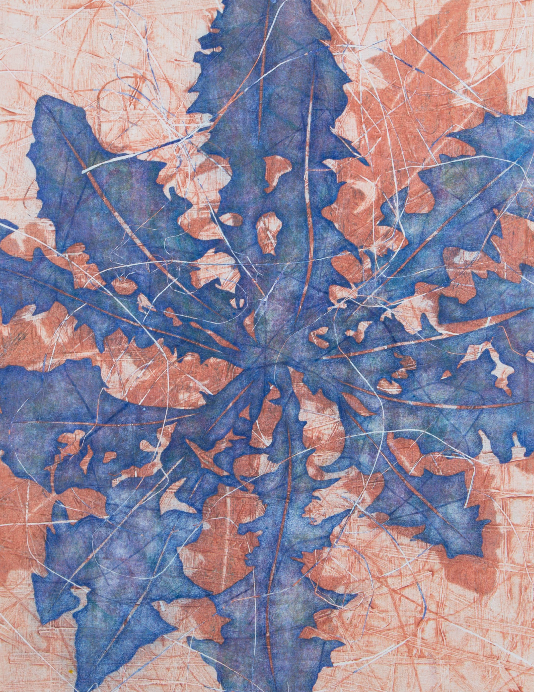 Taraxacum13" x 16"2016Collagraph, Pochoir, Colored Pencil, Monotype