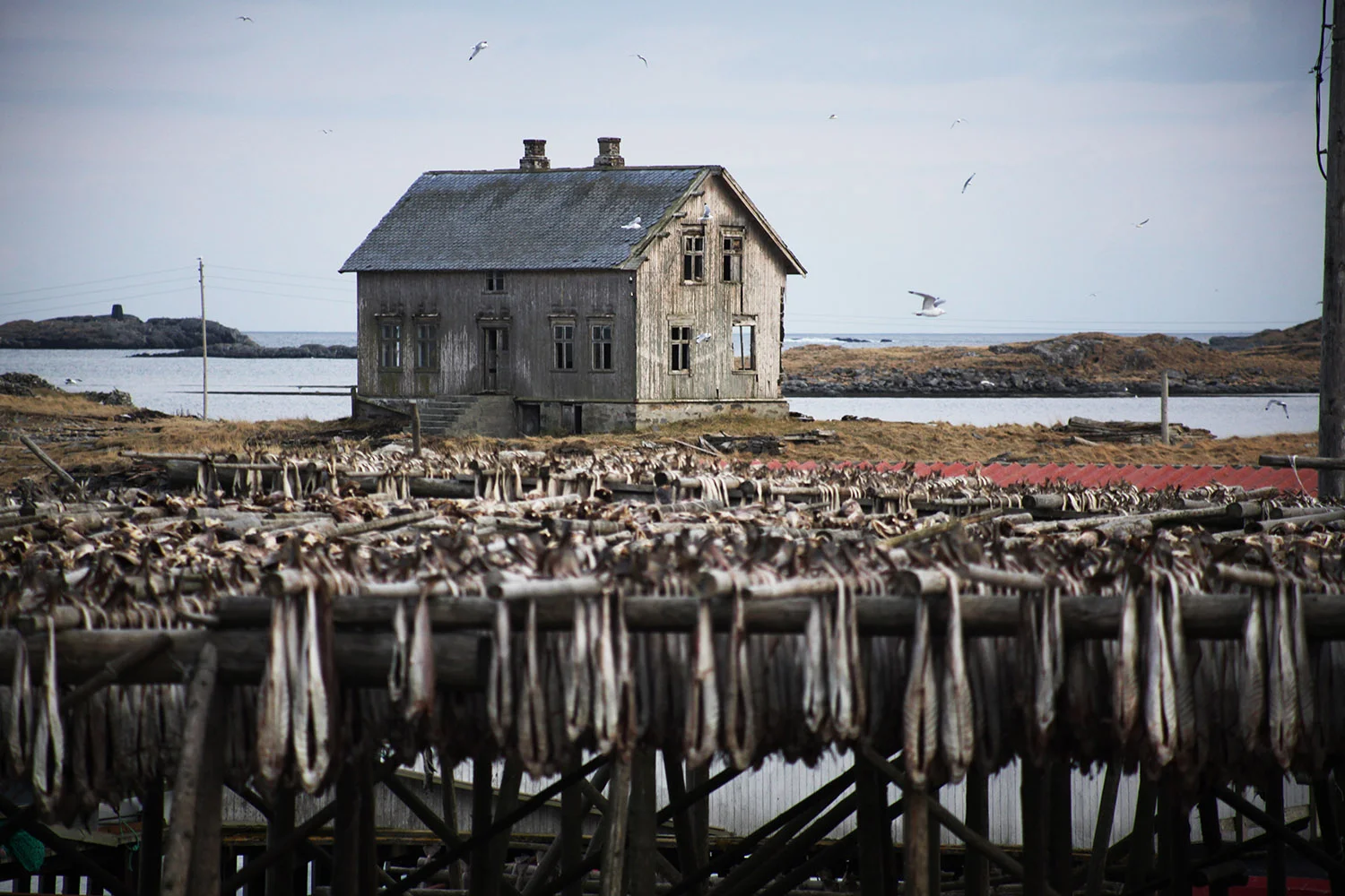 lofoten_fiske02.jpg