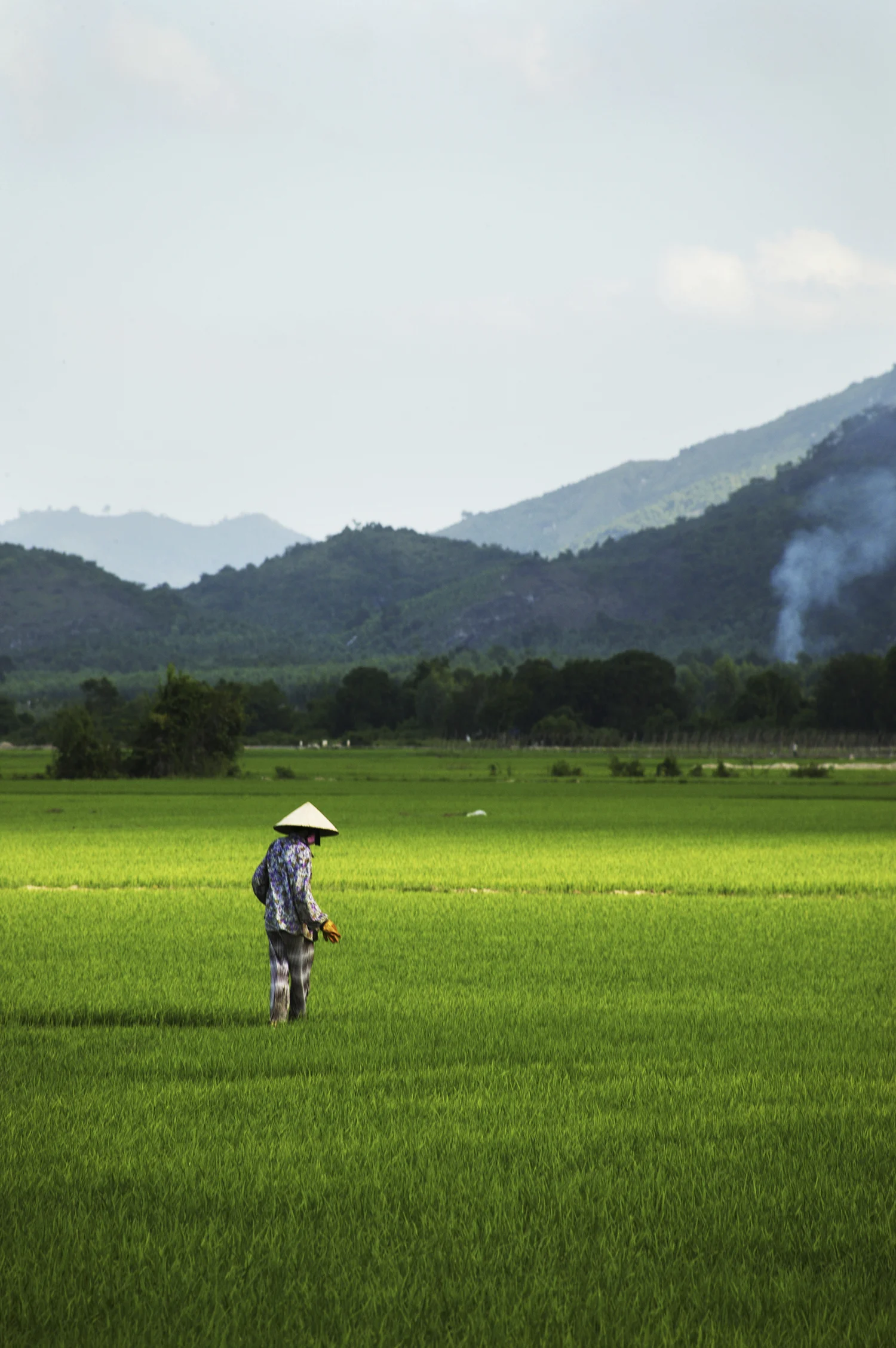 A woman, wearing a conical hat, works in the ricefield