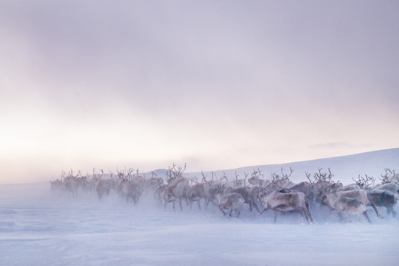  Rounding up the herd to the selection fences where they are selected for slaughter. With climate changes it´s becoming alot harder to plan for the seasons. Mild weather in winter can cause frozen ground which makes it difficult for the reindeer to d