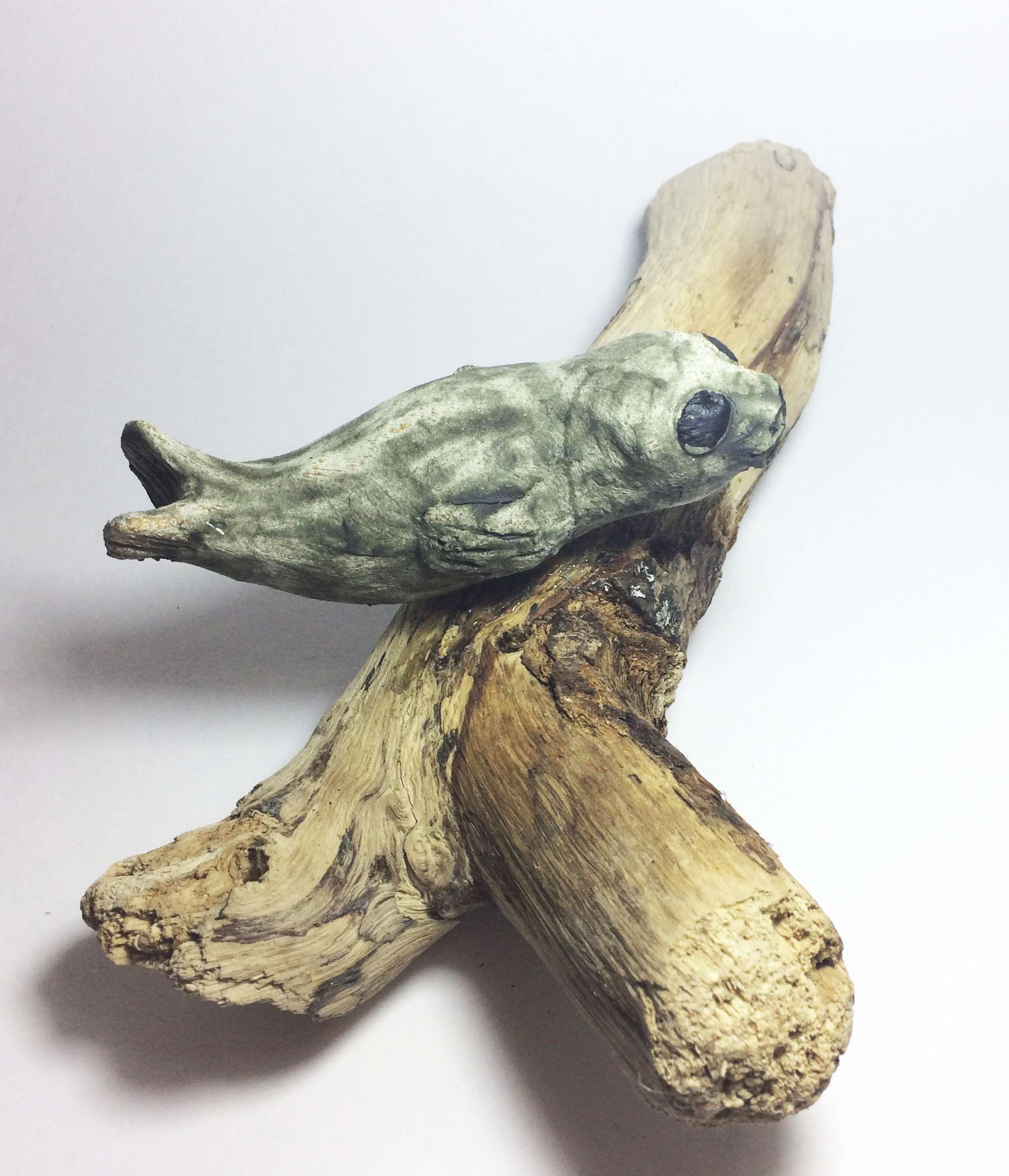 Tiny seal on driftwood