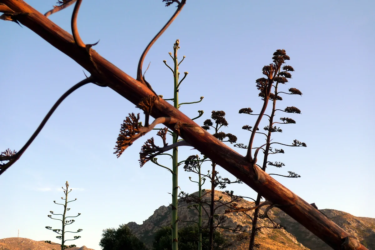 Agave Everywhere by Chris Ian