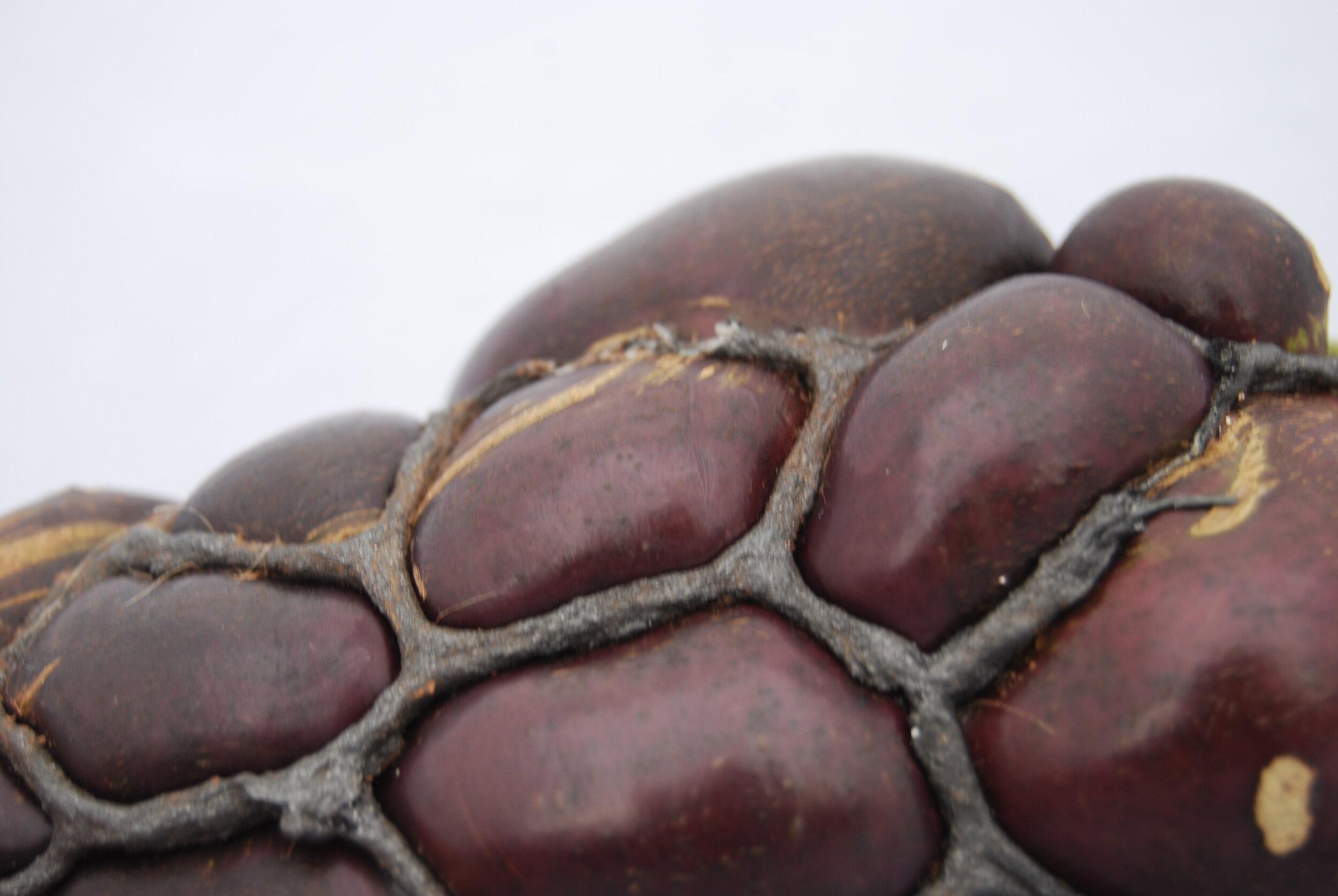 Beca beeby. Vegetable jewellery Abergine.jpg