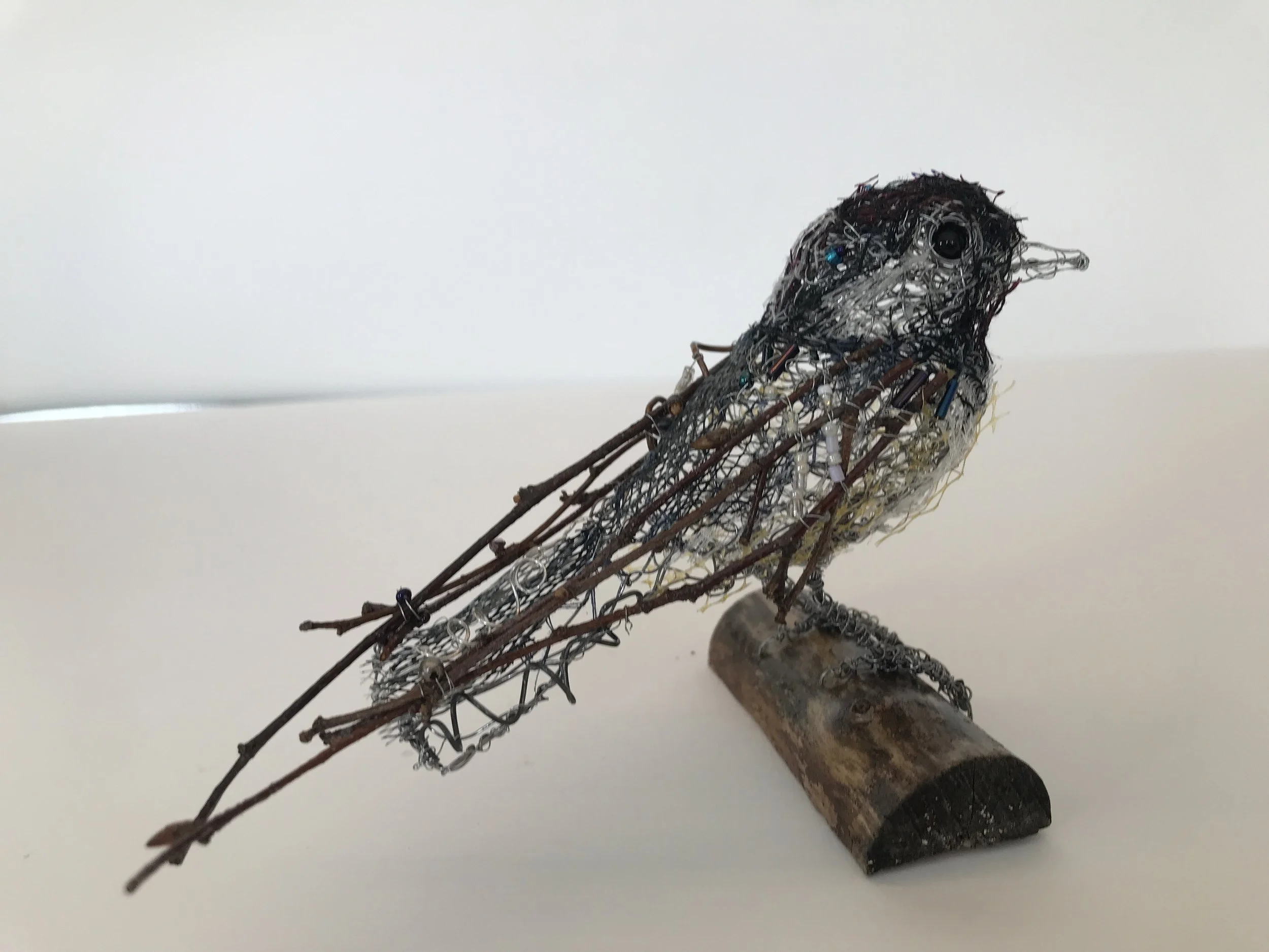 Coal Tit Image 1.JPG